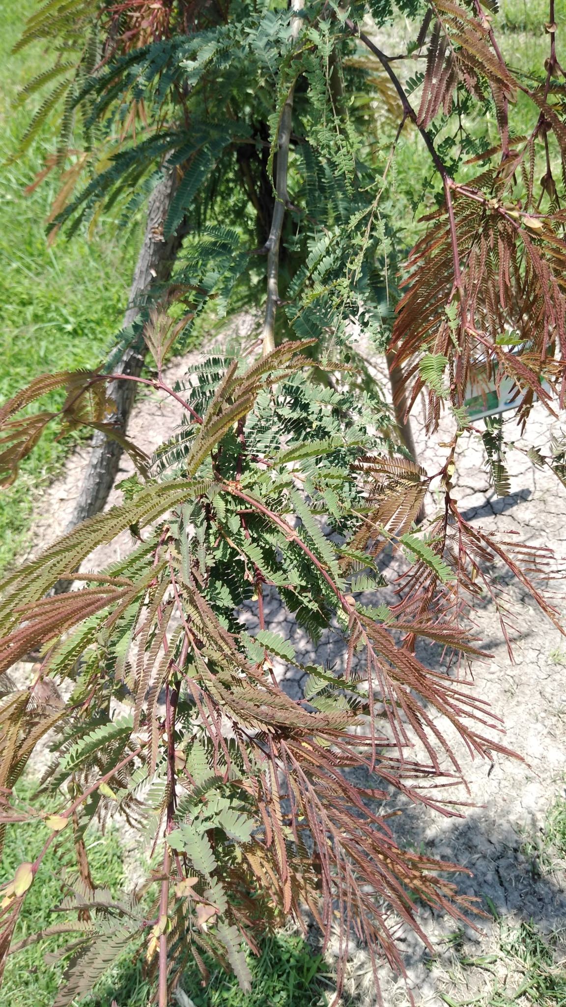 Leucaena pallida